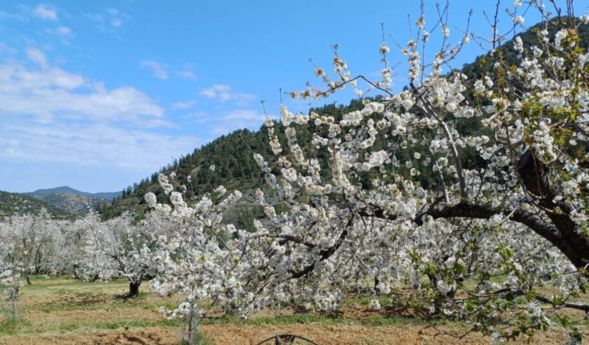 Japanese cherry blossom festival in Cyprus