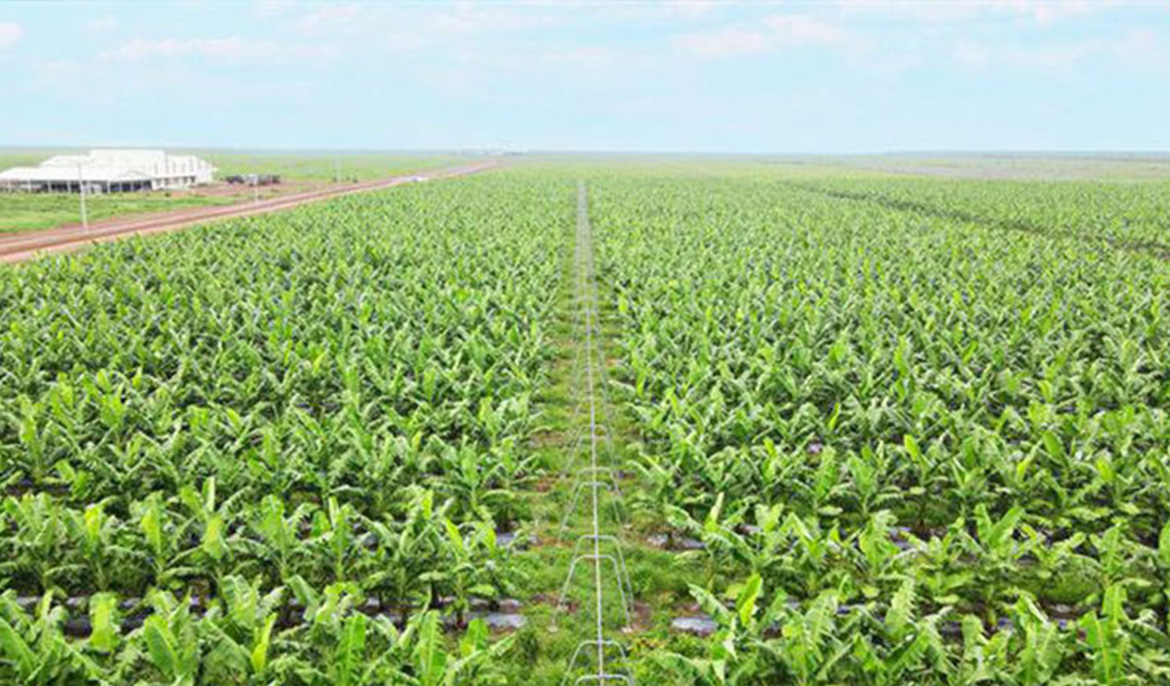 Vietnamese firm mulls multimillion-dollar agri-investment in Cambodia