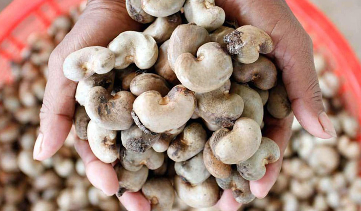 Cambodia earns $543 million from exports of raw cashew nuts in first three months