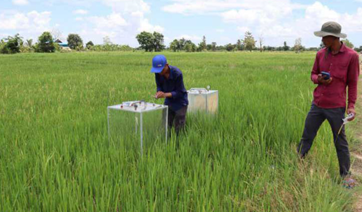 JICA implements new tech to boost Pursat rice production