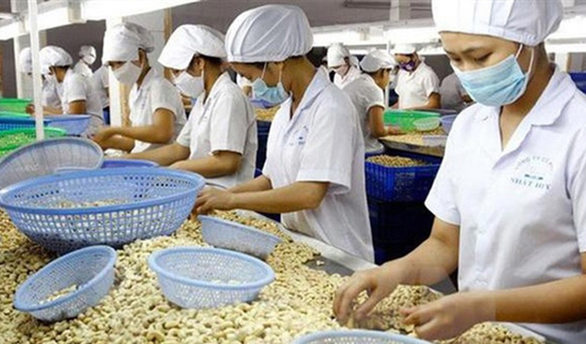 Cambodia’s exports of raw cashew nuts to Việt Nam rose 37 percent in the first five months