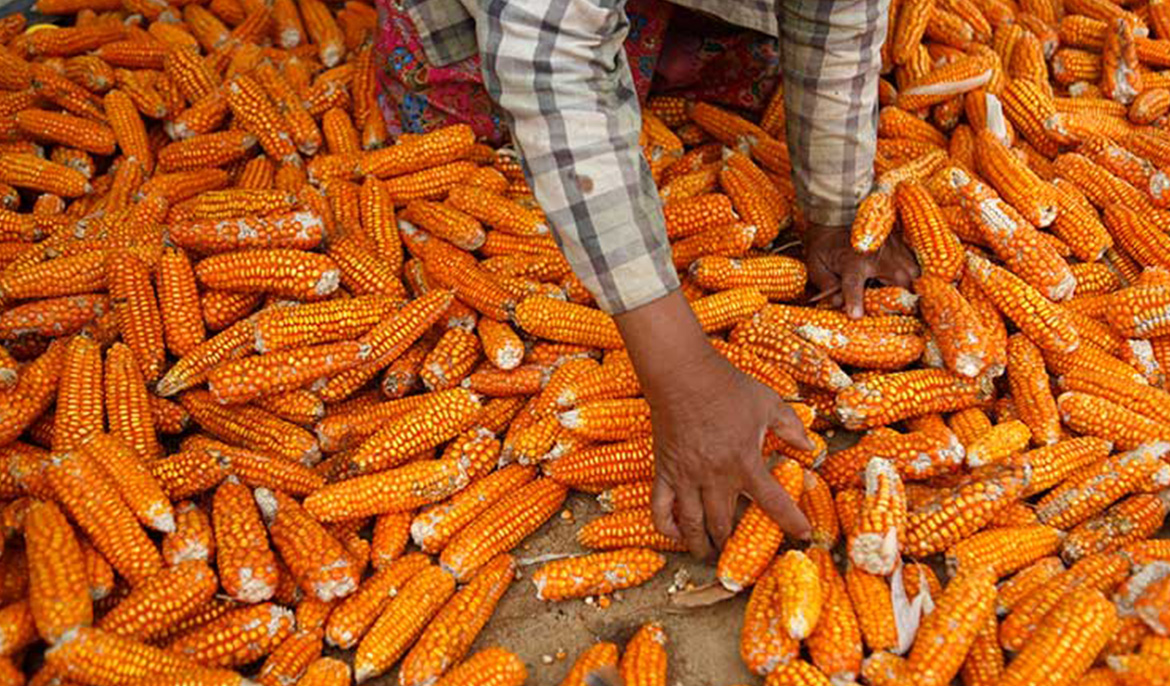 Red corn production soars to 1.7M tonnes, MAFF says