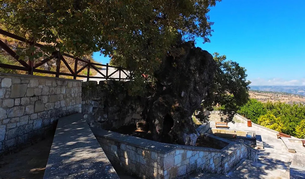 Paphos’s 500-year-old oak tree gets smart