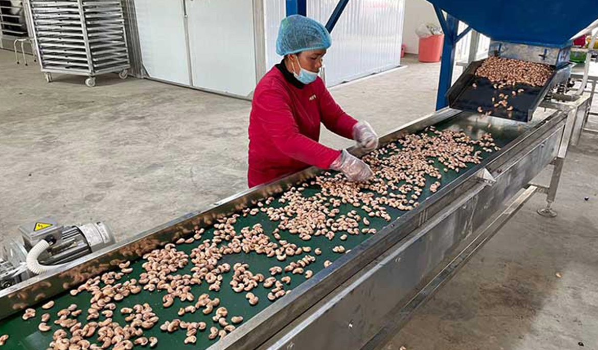 Kingdom emerges biggest supplier of raw cashew nuts to Vietnam