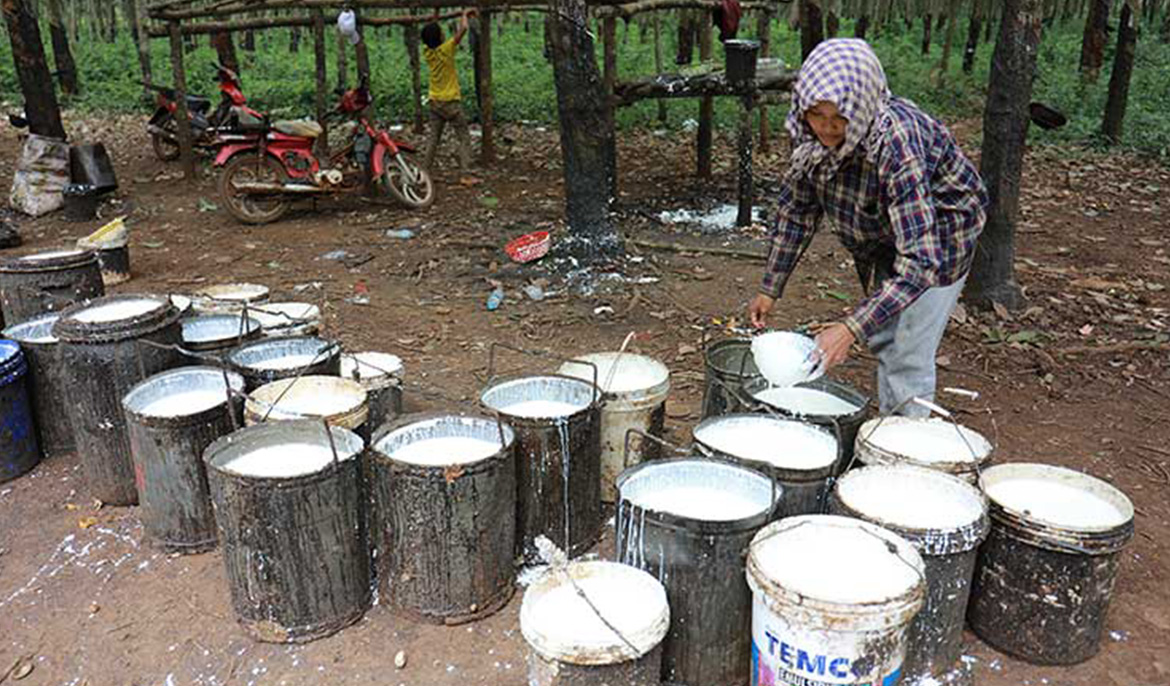 Cambodia earns over $210M from rubber export in first semester