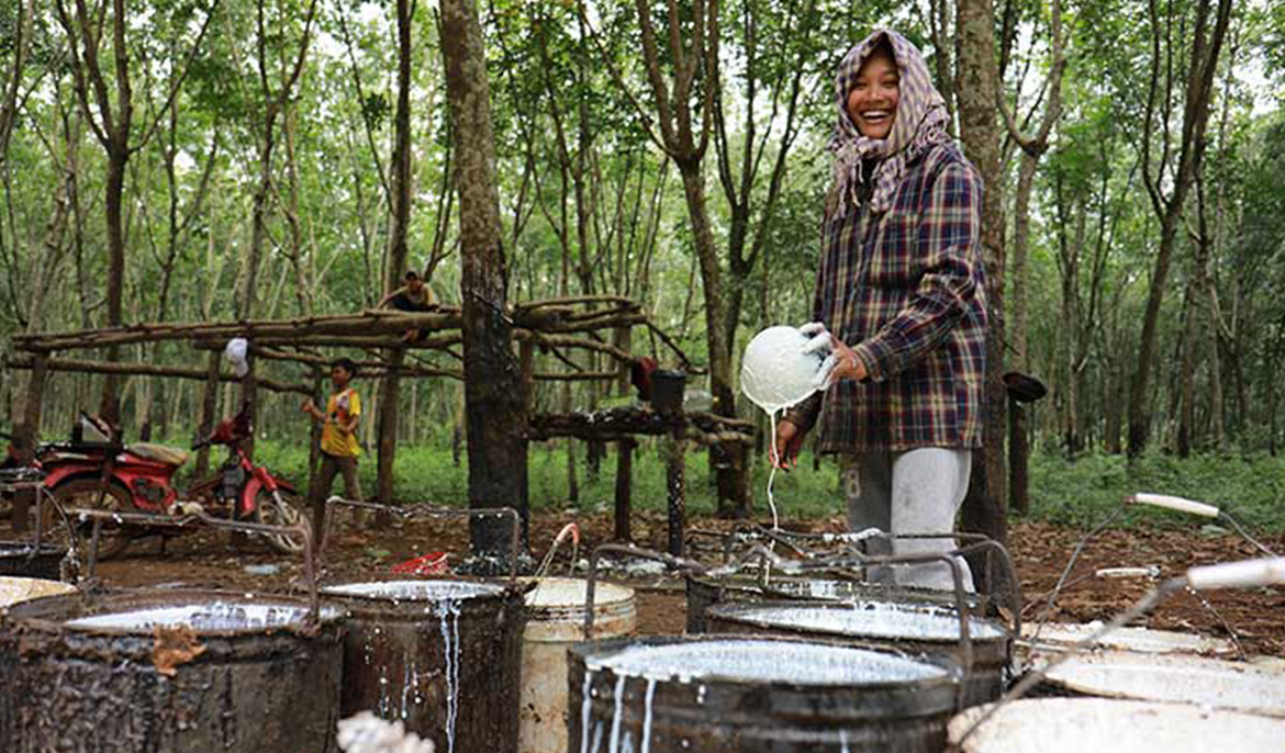 Cambodia earns $269 mln from rubber exports in first 7 months of 2024