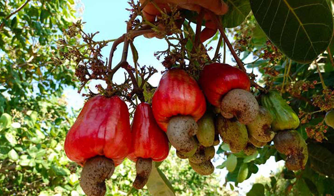 Cambodia becomes world’s second largest producer of raw cashew nuts, CAC says