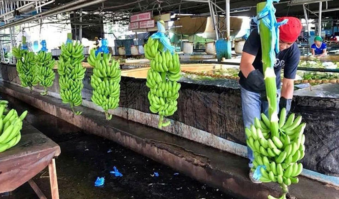 Cambodia exports nearly $97 mil worth of bananas in the first seven months