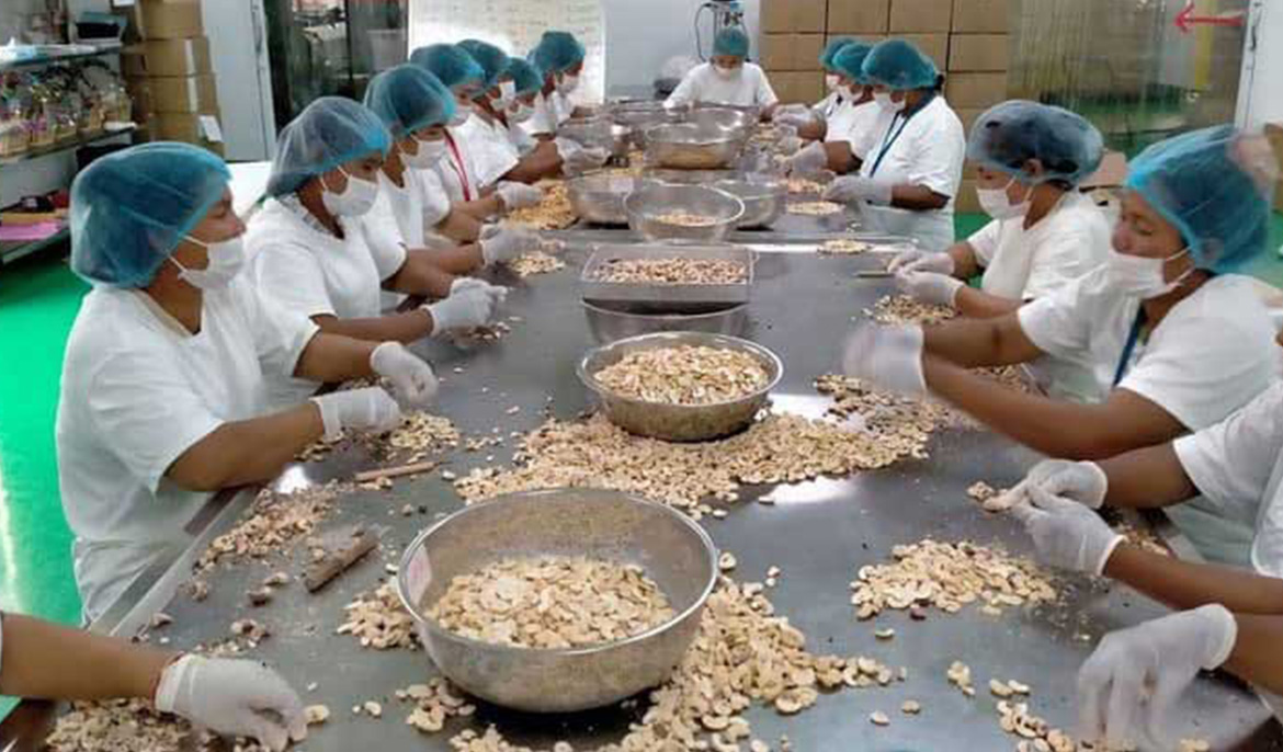 Cambodia, 2nd largest global exporter of cashews