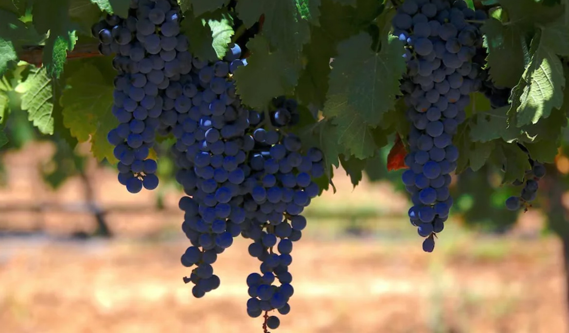 Paphos tourism board gears up for grape festival