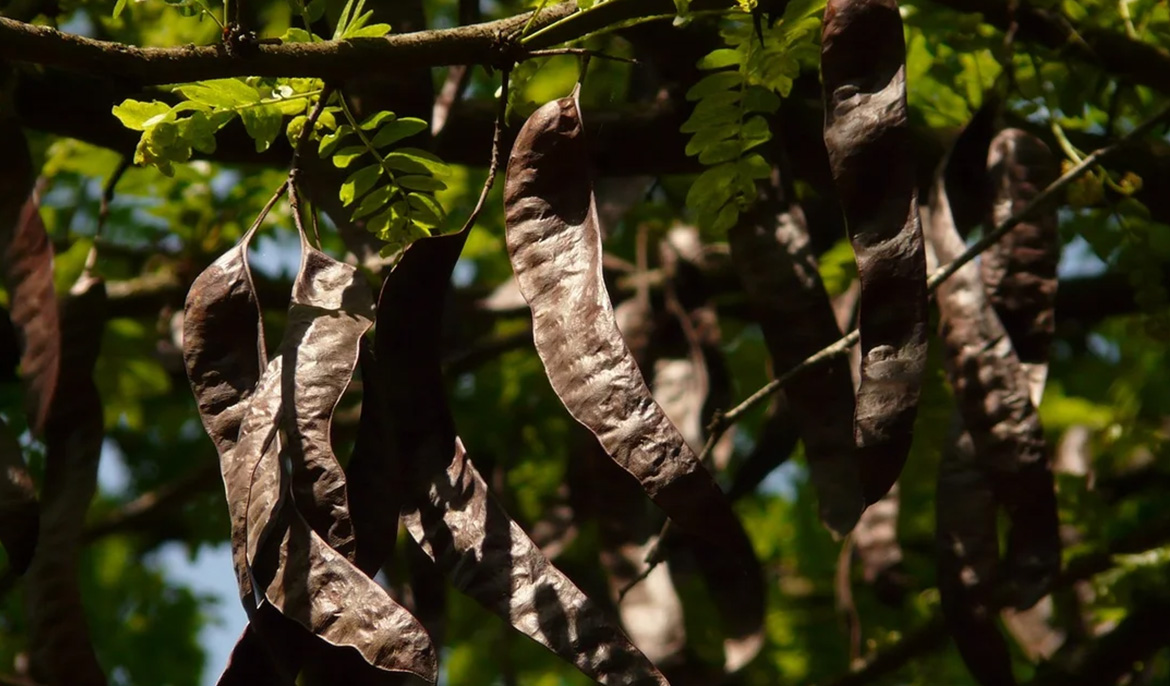 Carob aromas and flavours celebrated at annual festival in Paphos