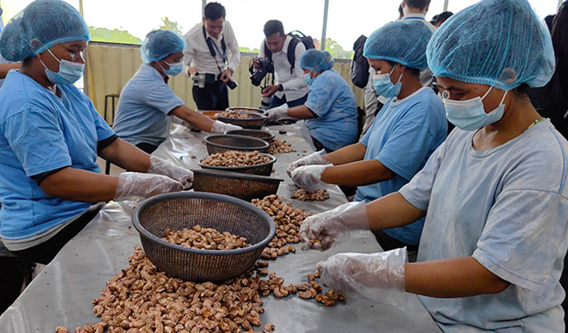 Cambodia launches $27 mil EU funded project to boost cashew, pepper industries