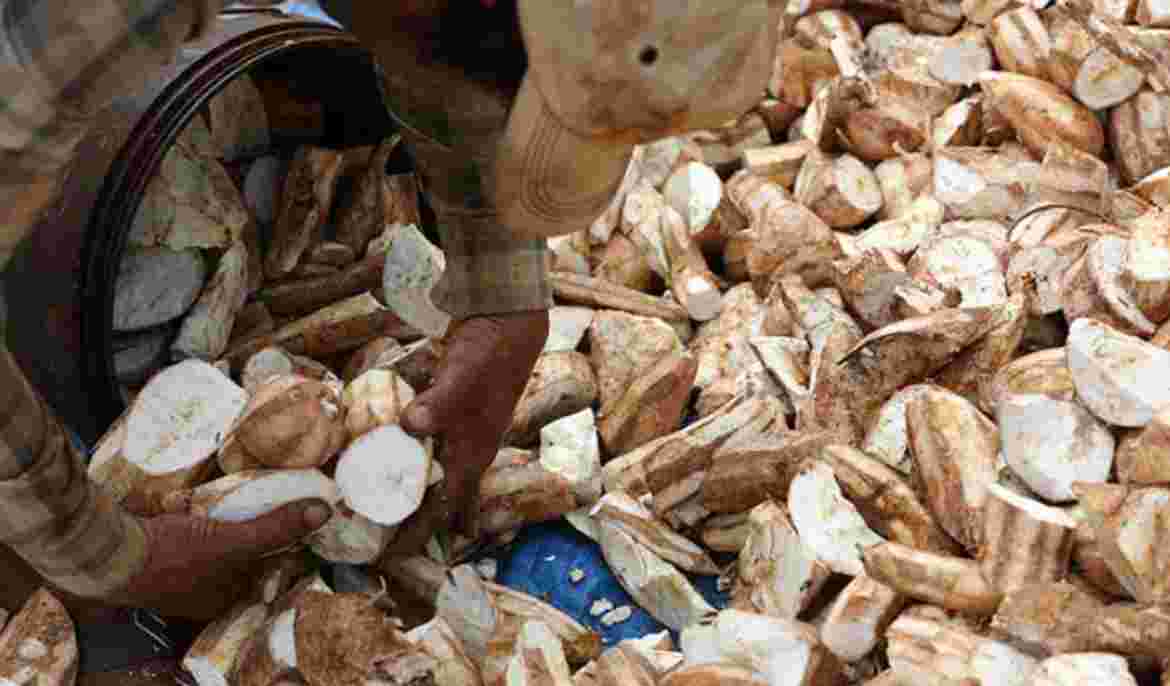 Cambodia exports over 2 million tonnes of fresh cassava in Q3