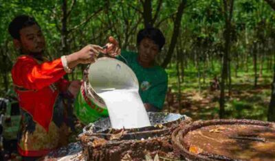 Cambodia earns over $397M from rubber exports in Q3