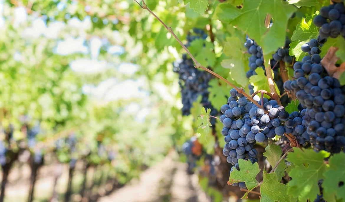 Government offers financial support to wine industry