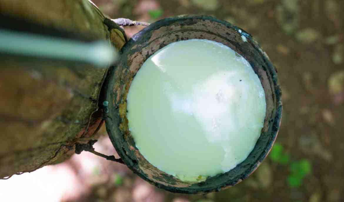 Cambodia earns $472 mln from rubber latex exports in 10 months