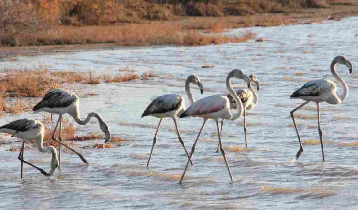 Year’s first flamingos arrive in Larnaca