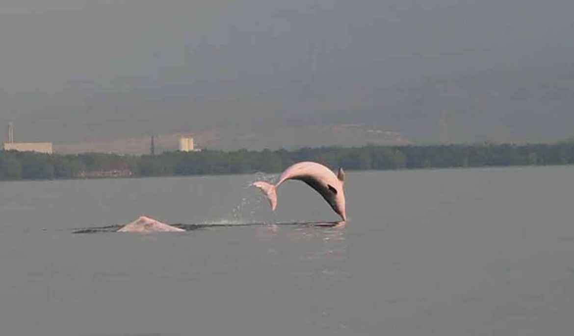 VIDEO: 70 rare Pink Dolphins now in Kampot