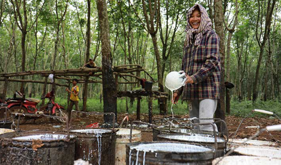 Cambodia earns $568 mln from rubber latex exports in first 11 months of 2024