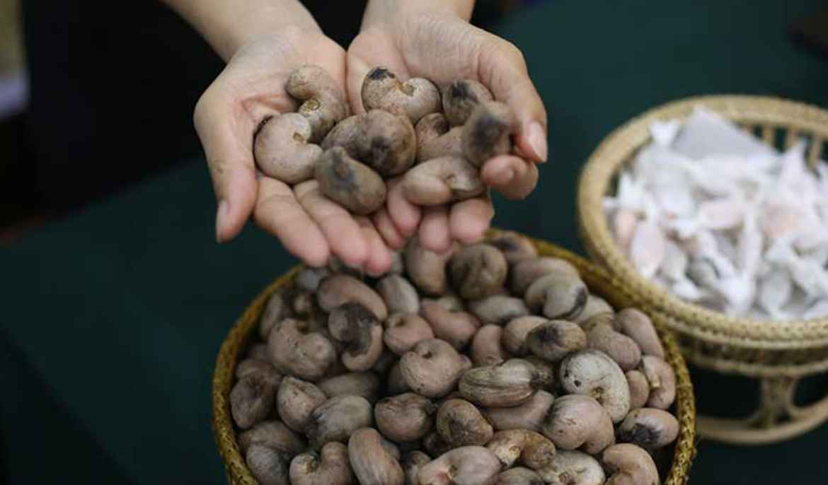 Cambodia earns $1.15 bln from exports of raw cashew nuts in 2024