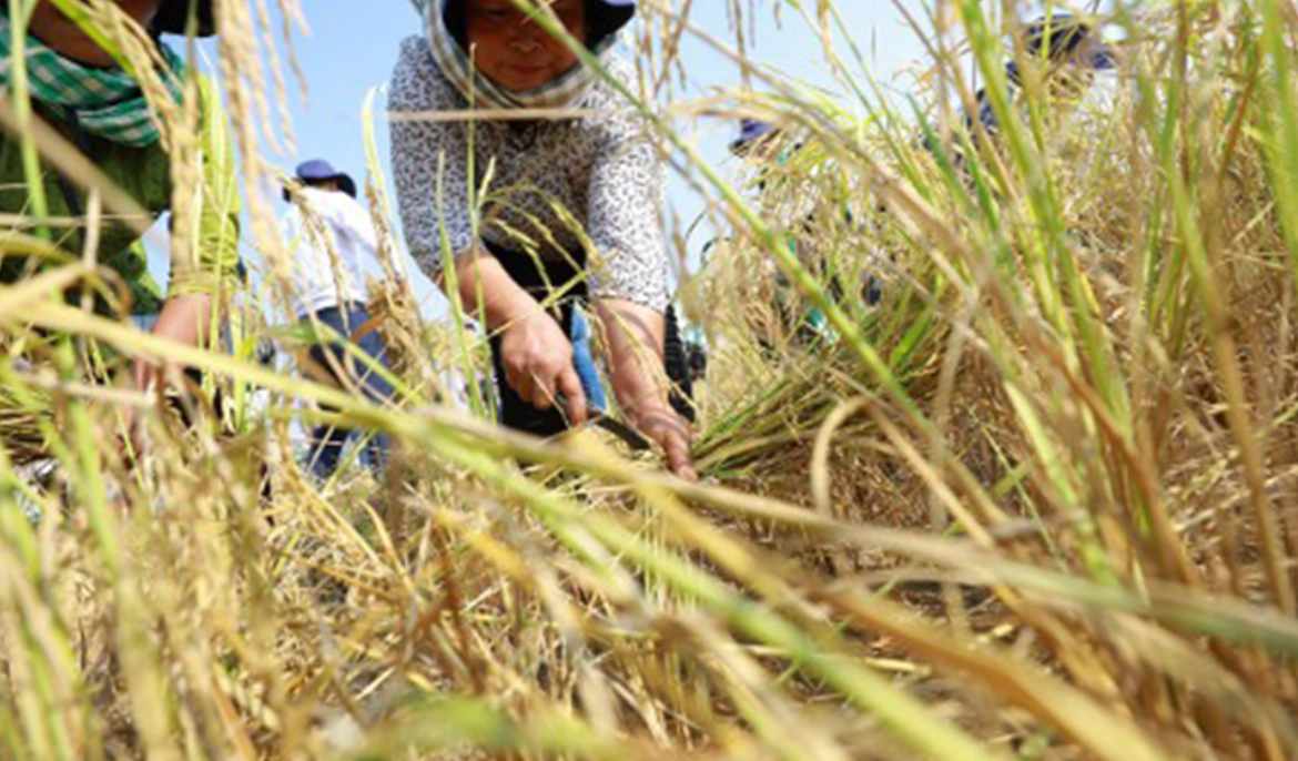 ‘Rice is life’ and pride of the kingdom, but facing increasing threats