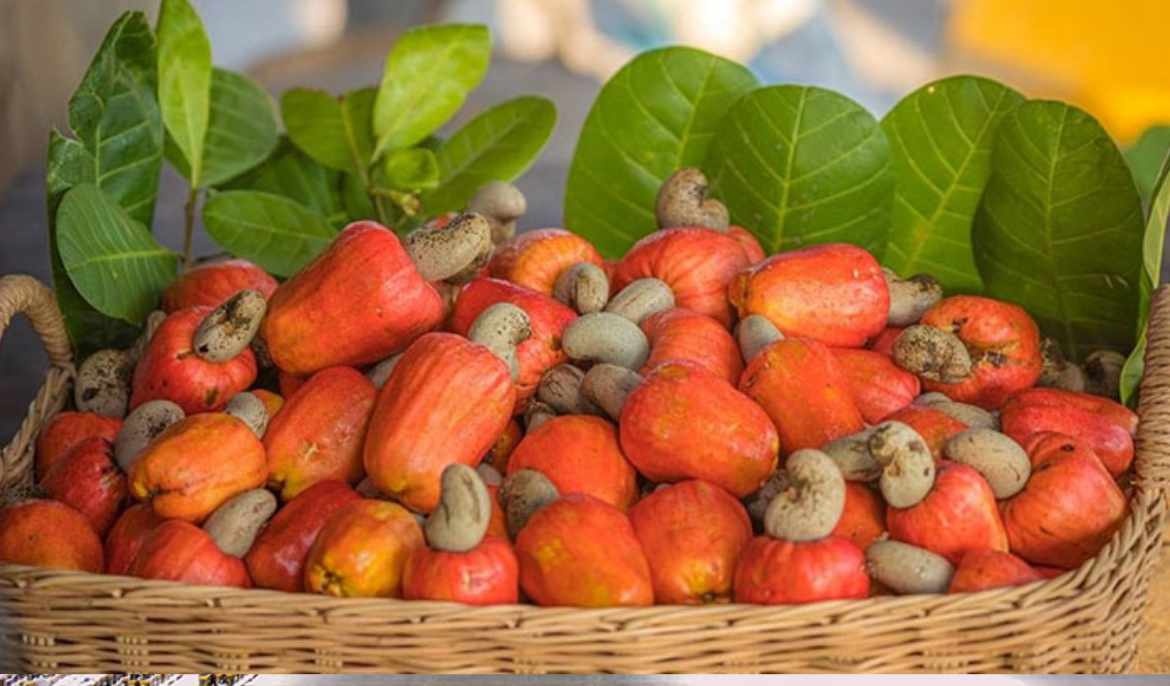 A large company interested in investing in cashew sector in Cambodia