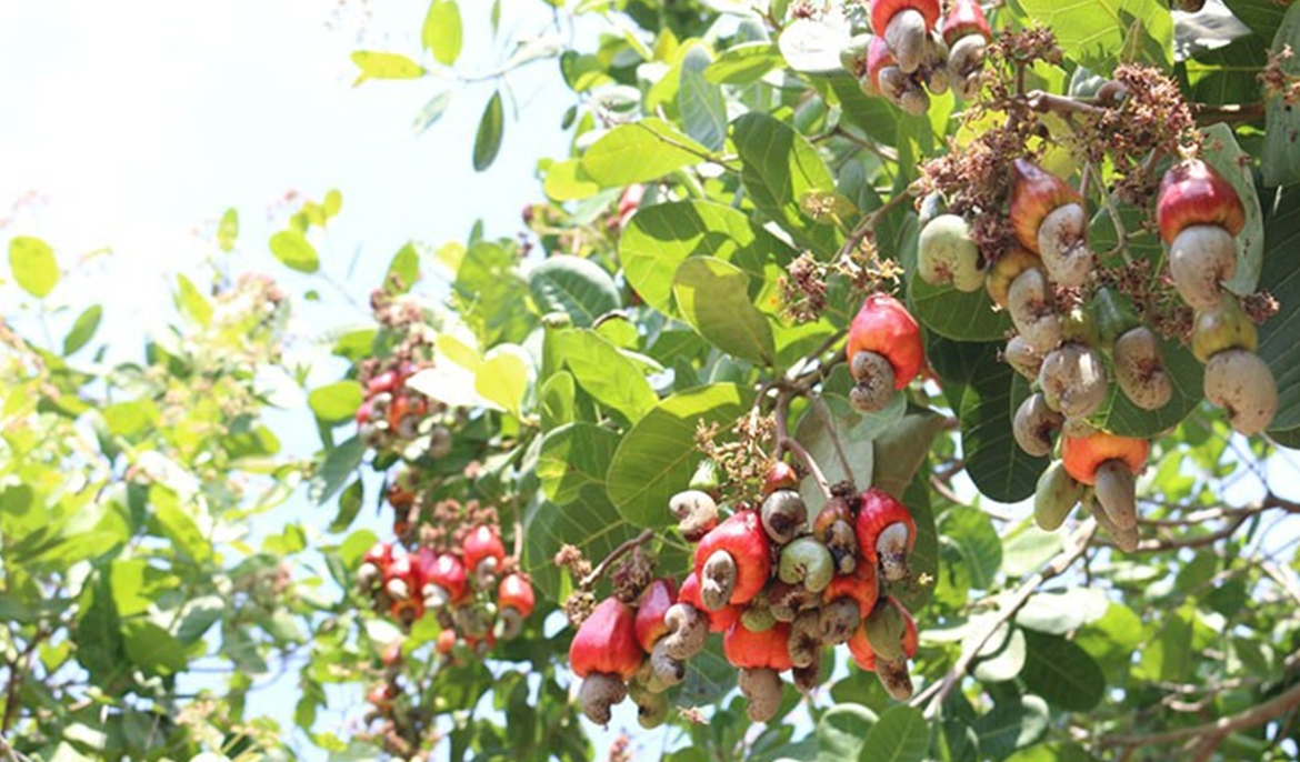 Nut exports to China provide stable source of income for farmers and workers in Cambodia