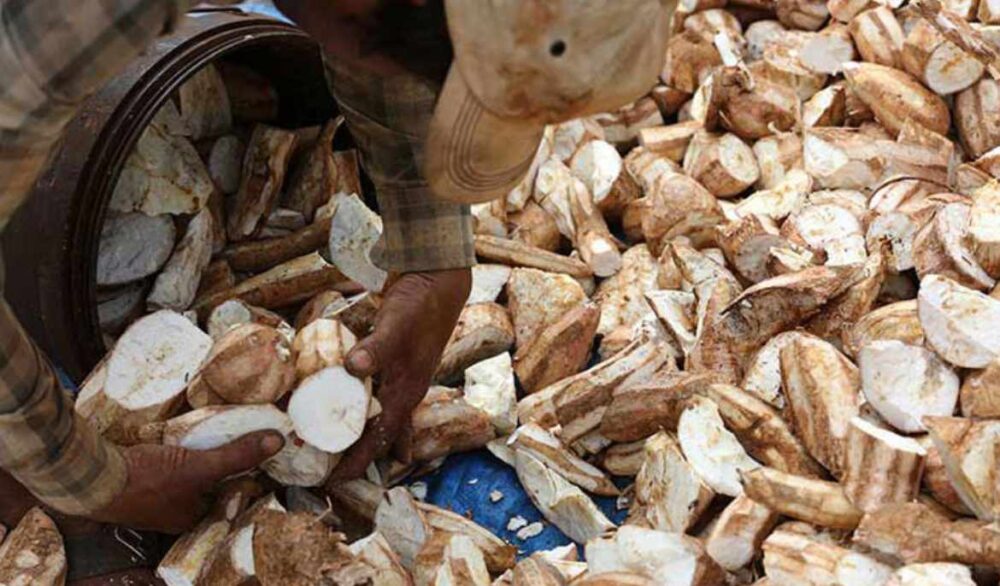 Chinese firm to buy 200,000 tonnes of cassava
