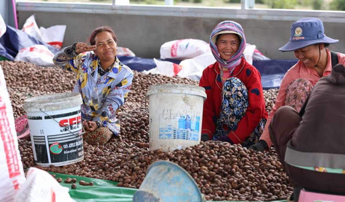 Australia-Japan partnership powers Cambodia’s cashew growth