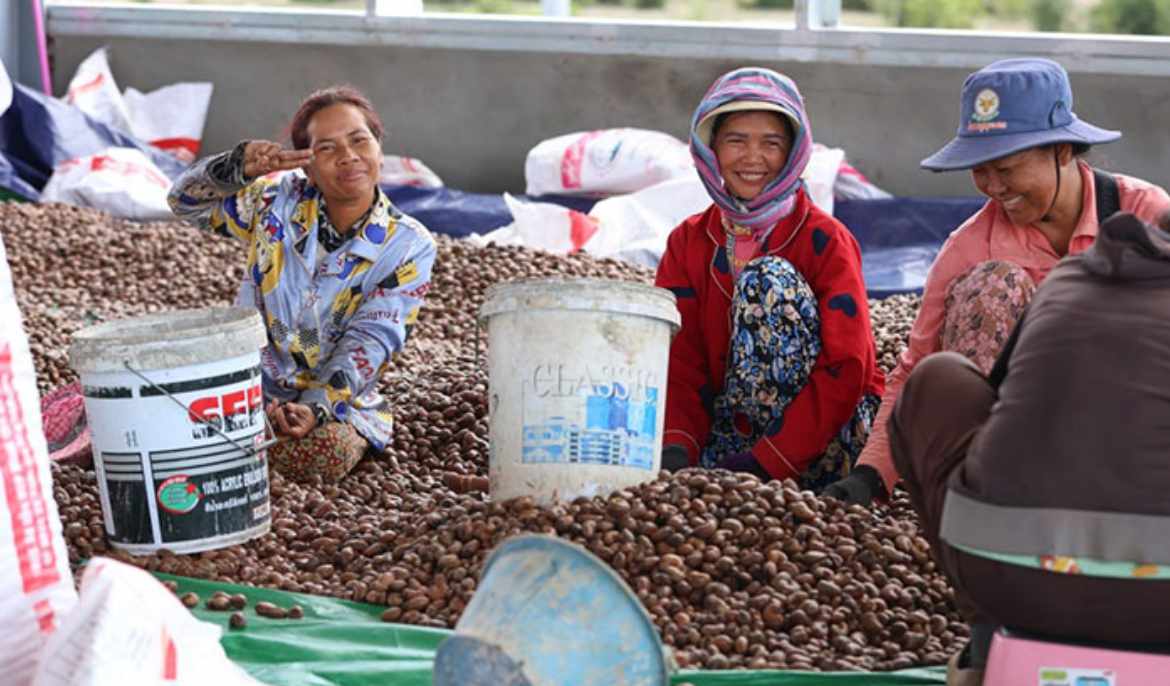 Australia-Japan partnership powers Cambodia’s cashew growth