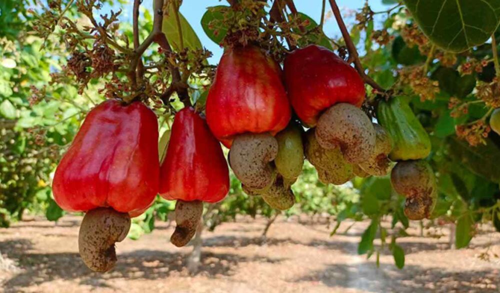 Cashew sector sees export growth amid climate challenges